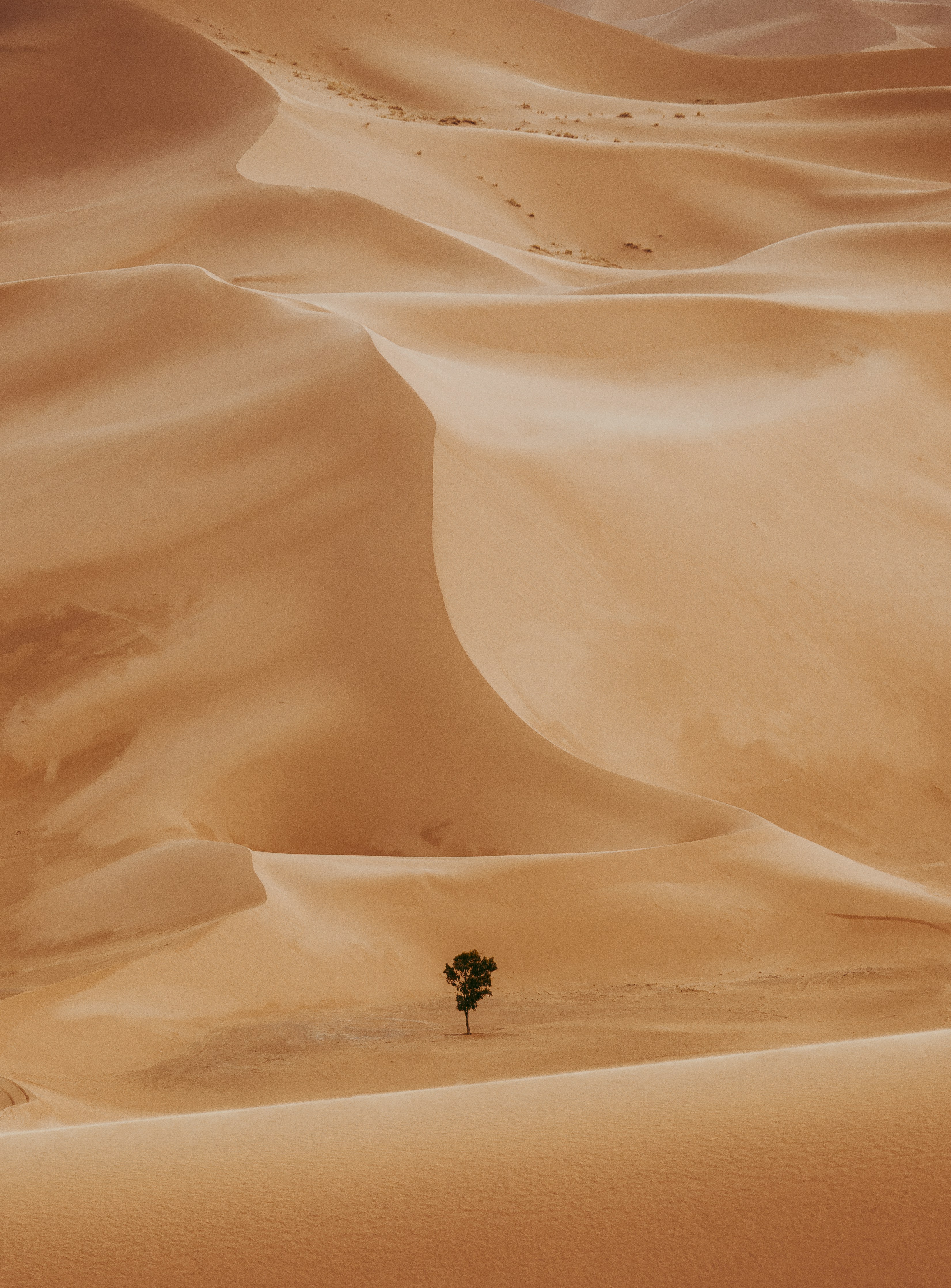Sahara Tree